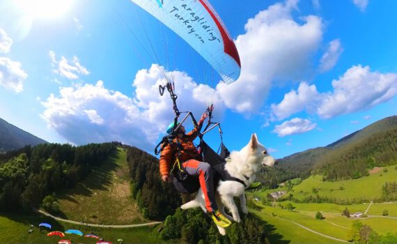 Gleitschirmfliegen mit weißem Schäferhund. Fliegen mit Hund.