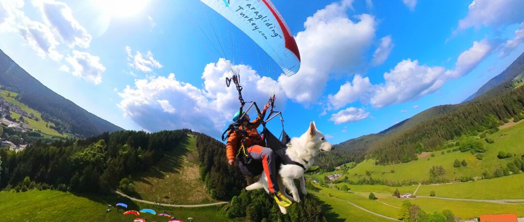 Gleitschirmfliegen mit weißem Schäferhund. Fliegen mit Hund.
